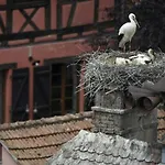 Le De Vitazensel Wintzenheim