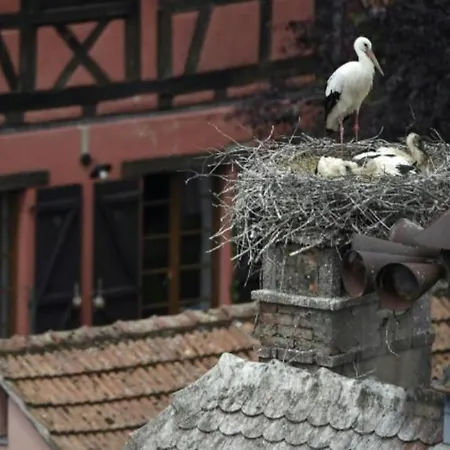 Le De Vitazensel Wintzenheim
